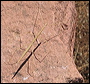 Walking Stick in the Superstitions